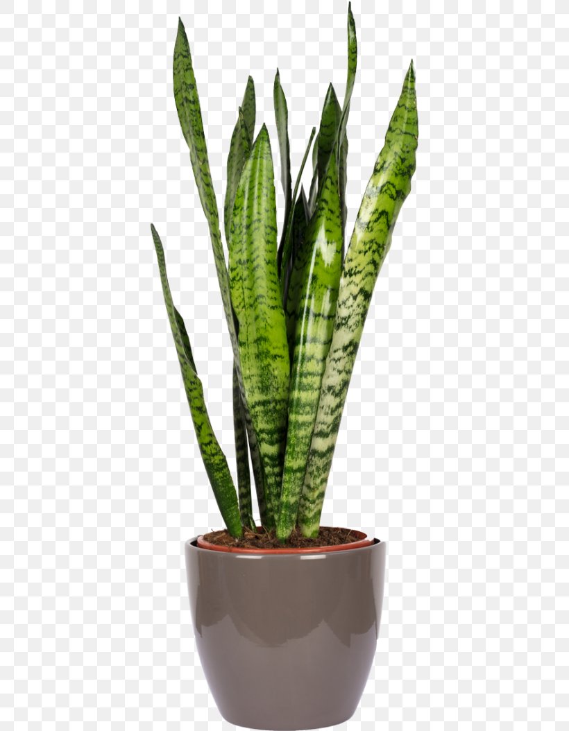 Viper's Bowstring Hemp Sansevieria Cylindrica Sansevieria Zeylanica Houseplant Plants, PNG, 650x1054px, Watercolor, Cartoon, Flower, Frame, Heart Download Free