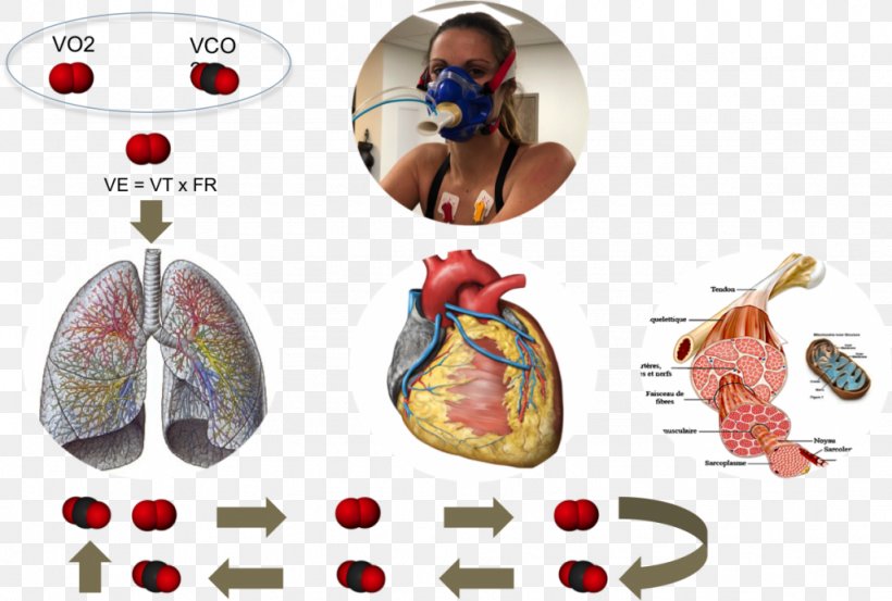 VO2 Max Lung Physiology Heart Endurance, PNG, 1024x691px, Watercolor, Cartoon, Flower, Frame, Heart Download Free