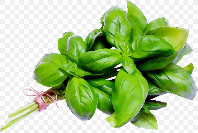 Basil Plant Vegetable Food Leaf, PNG, 1000x675px, Watercolor, Basil, Flower, Food, Herb Download Free