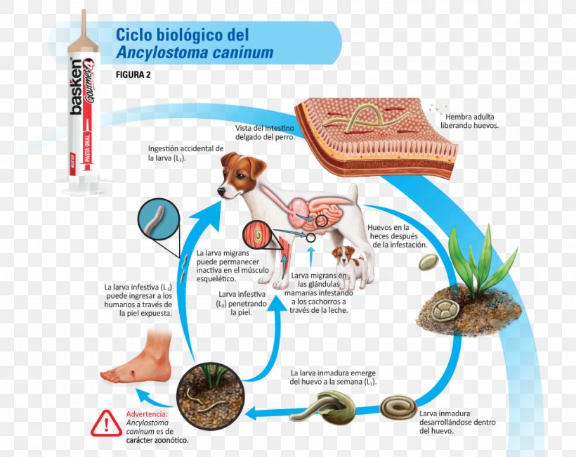 Life Cycle Of Ancylostoma Explained With Diagram