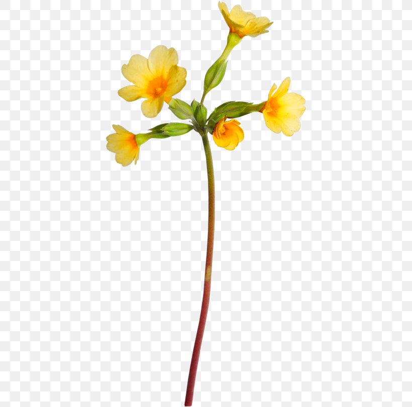 Clip Art, PNG, 400x811px, Flower, Blog, Branch, Collage, Cut Flowers Download Free