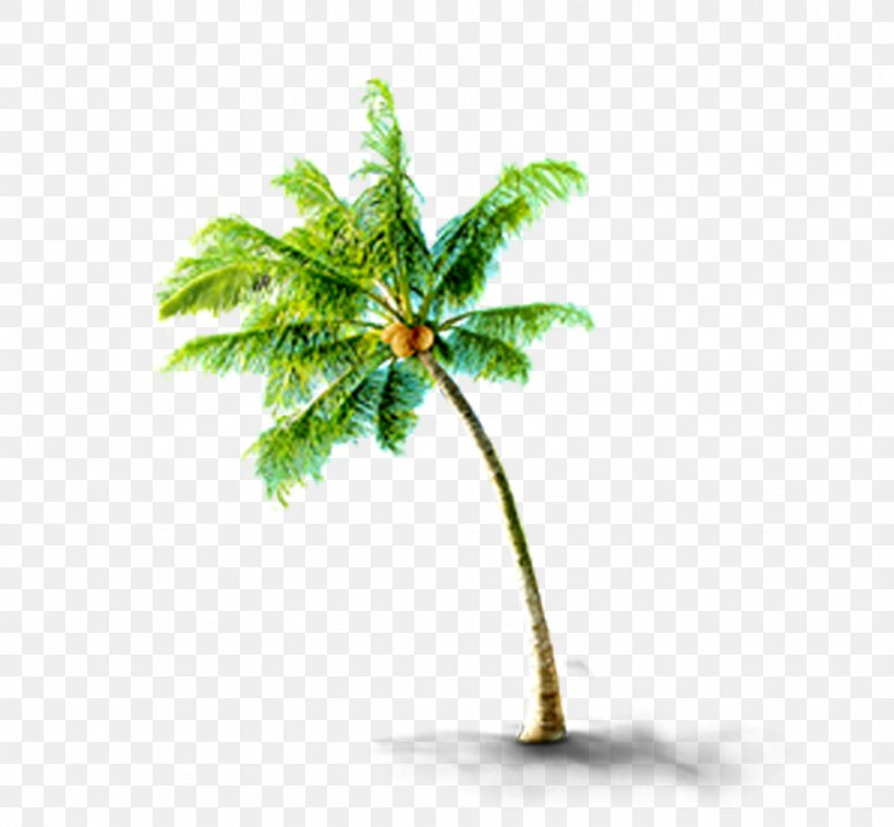 CorelDRAW, PNG, 978x905px, 3d Computer Graphics, Tree, Arecaceae, Arecales, Branch Download Free