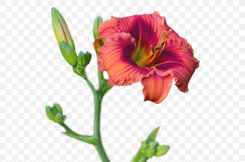 Cut Flowers Daylily Blossom Petal, PNG, 525x544px, Flower, Blossom, Botany, Bud, Cut Flowers Download Free