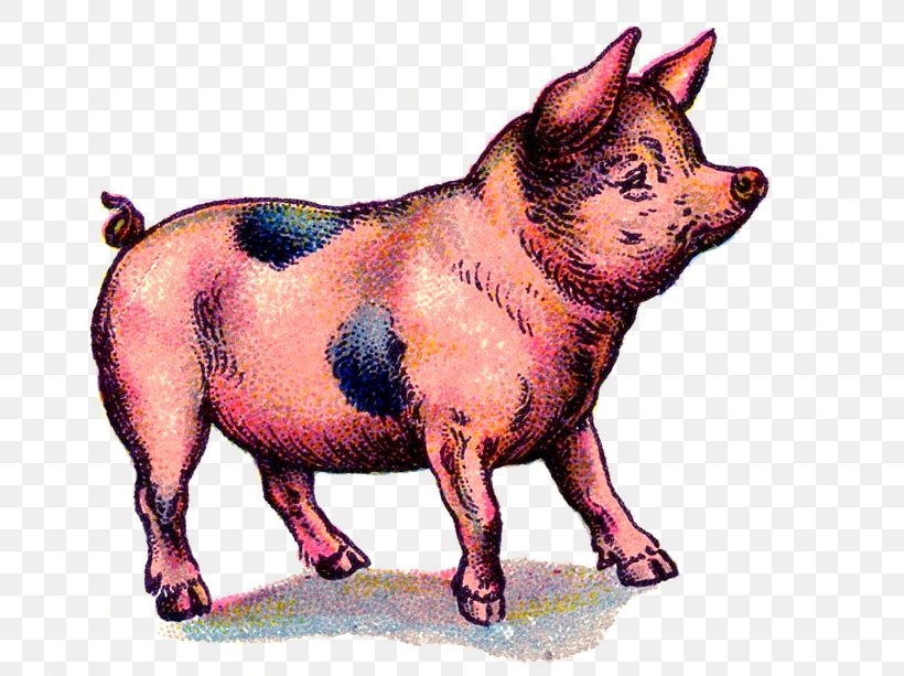 Domestic Pig Dog Breed Domestication, PNG, 733x613px, Domestic Pig, Breed, Carnivoran, Dog, Dog Breed Download Free