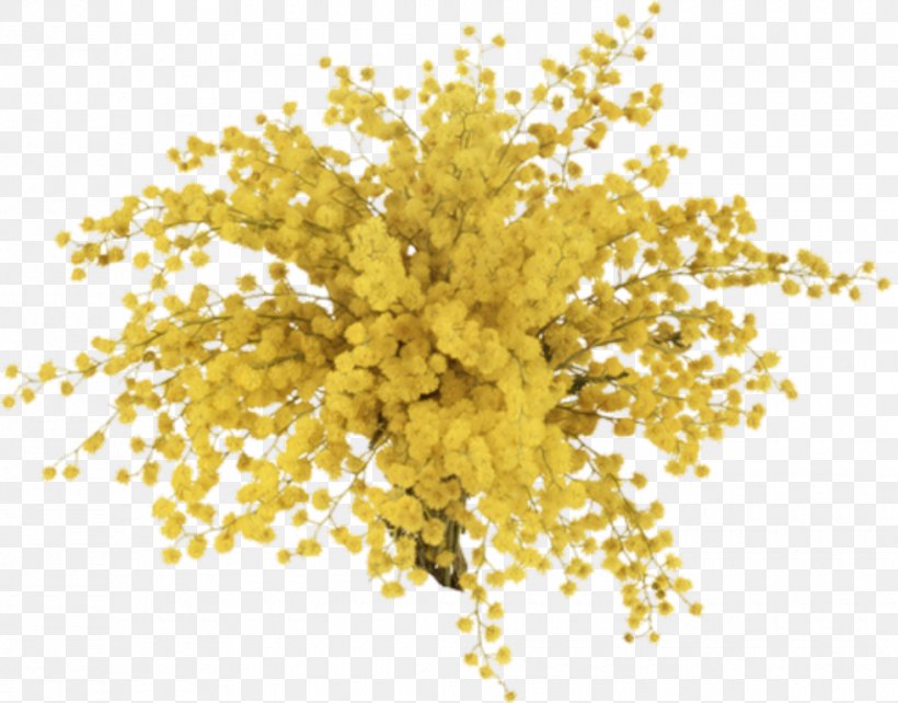 Mimosa Cleanser Lush, PNG, 980x768px, Mimosa, Branch, Cleanser, Commodity, Flower Download Free