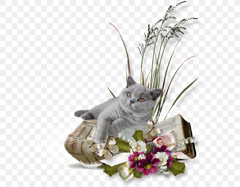 Photography Clip Art, PNG, 612x640px, Photography, Blog, Cat, Cat Like Mammal, Flower Download Free