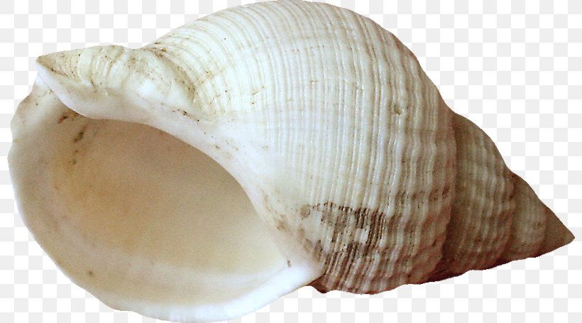 Cockle Mussel Clam Seashell, PNG, 800x455px, Cockle, Bihav, Clam, Clams Oysters Mussels And Scallops, Conch Download Free
