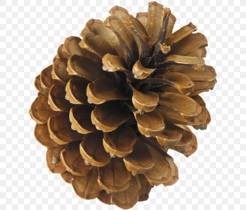 Conifer Cone Pine Spruce Auglis, PNG, 636x699px, Conifer Cone, Auglis, Conifers, Material, Pine Download Free