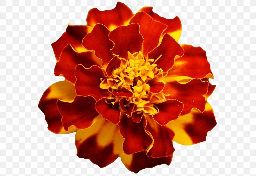 Flower Orange Mexican Marigold Annual Plant Clip Art, PNG, 590x565px, Flower, Annual Plant, Common Sunflower, Cut Flowers, Floristry Download Free