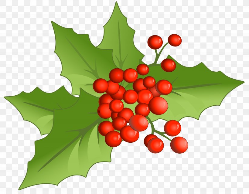 Holly Aquifoliales Natural Foods Fruit Christmas, PNG, 5128x4000px, Candy Cane, Aquifoliaceae, Aquifoliales, Christmas, Christmas Decoration Download Free
