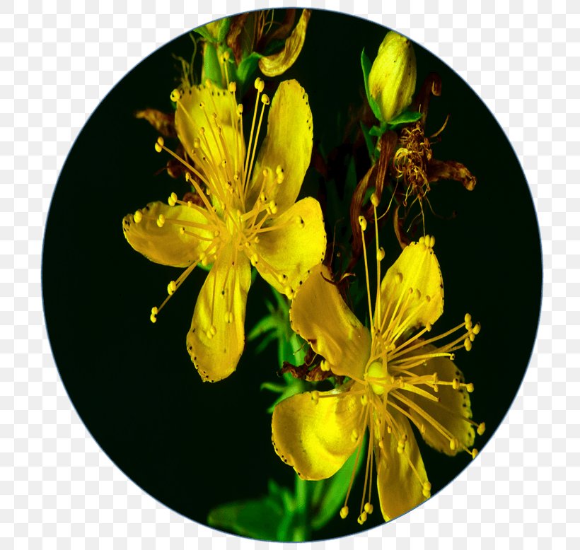 Hypericum Concussion Contact Sport Breathing, PNG, 766x778px, Hypericum, Brain, Breathing, Concussion, Contact Sport Download Free