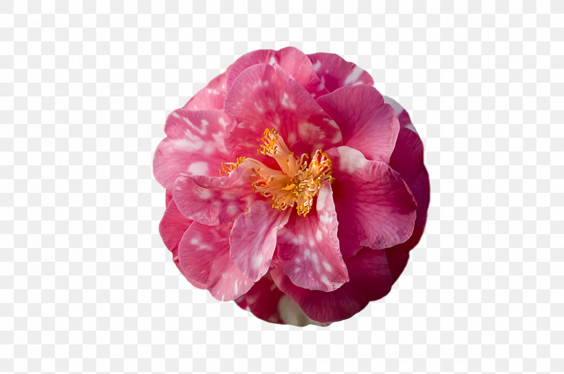 Peony Camellia Petal Plants Science, PNG, 1920x1272px, Peony, Biology, Camellia, Petal, Plants Download Free