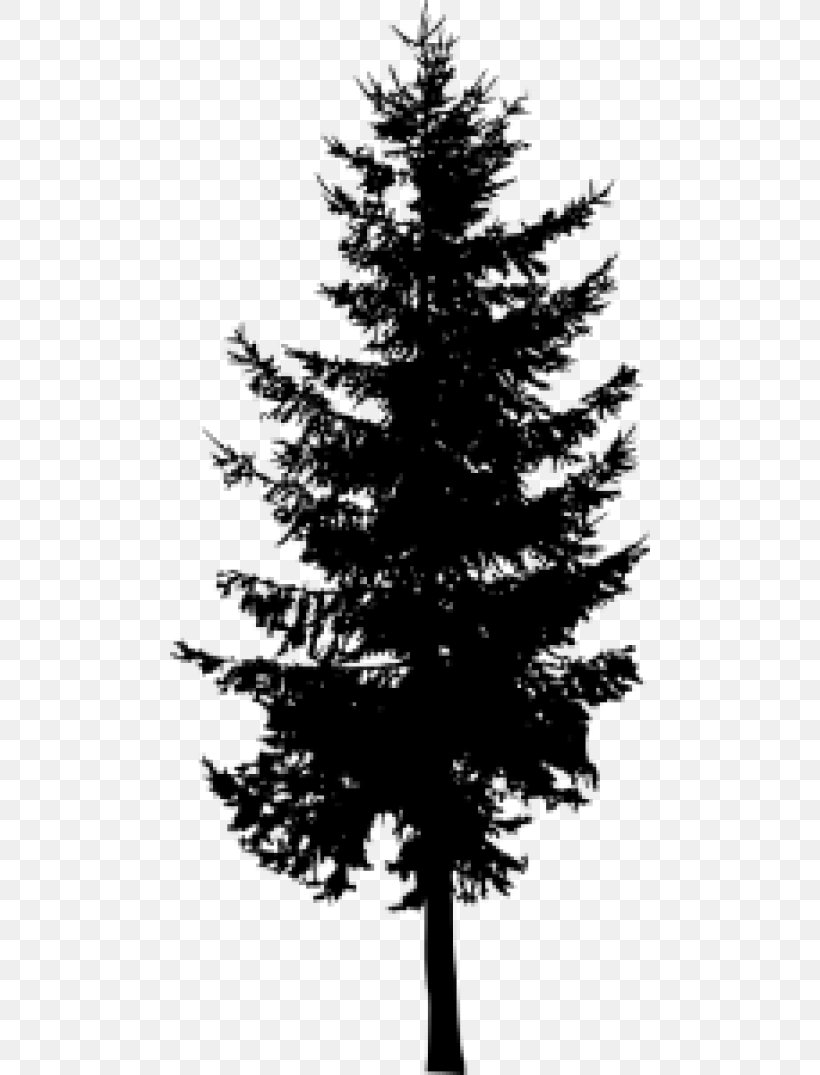 Pine Larch Evergreen Silhouette Tree, PNG, 480x1075px, Pine, Black And White, Blue Spruce, Branch, Cedar Download Free