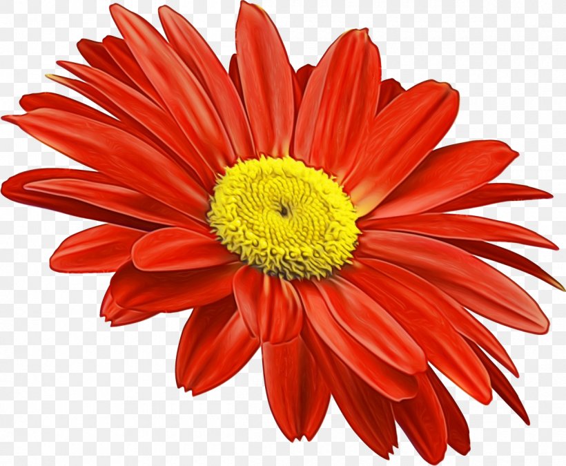 Daisy, PNG, 1200x988px, Watercolor, Barberton Daisy, Daisy, Flower, Flowering Plant Download Free