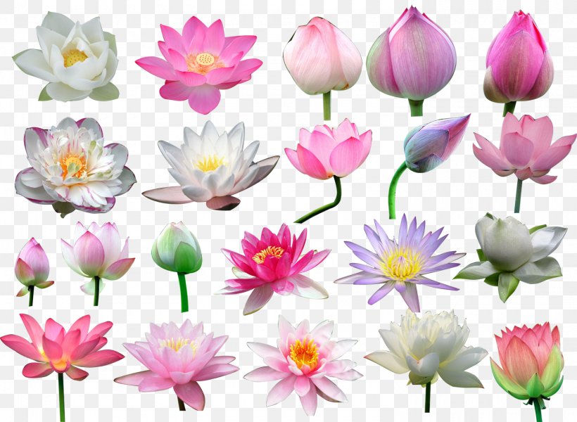 Nelumbo Nucifera Flower Clip Art, PNG, 1500x1099px, Nelumbo Nucifera, Annual Plant, Aquatic Plant, Artificial Flower, Bud Download Free
