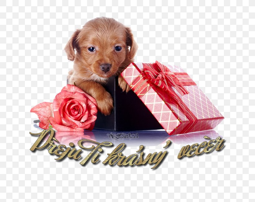 Puppy Rottweiler Bernese Mountain Dog Dog Breed Leonberger, PNG, 650x650px, Puppy, Bernese Mountain Dog, Birthday, Carnivoran, Companion Dog Download Free
