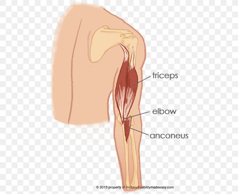 Thumb Anconeus Muscle Shoulder Elbow, PNG, 491x669px, Watercolor, Cartoon, Flower, Frame, Heart Download Free