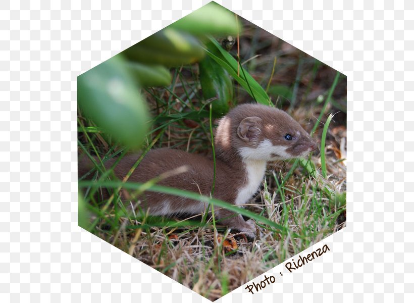 Fauna Wildlife Mustelids Snout, PNG, 600x600px, Fauna, Grass, Mustelidae, Mustelids, Snout Download Free