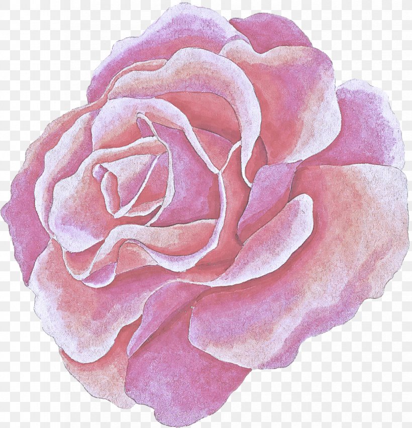 Garden Roses, PNG, 1651x1717px, Pink, Floribunda, Flower, Garden Roses, Hybrid Tea Rose Download Free