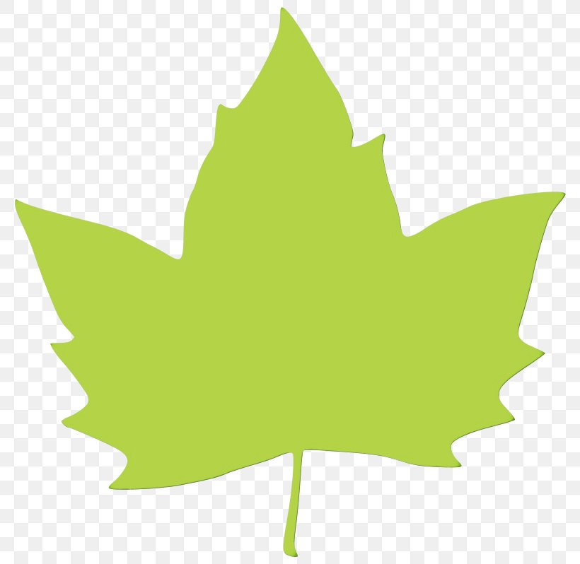 Maple Leaf, PNG, 800x798px, Watercolor, Black Maple, Green, Leaf, Maple Leaf Download Free