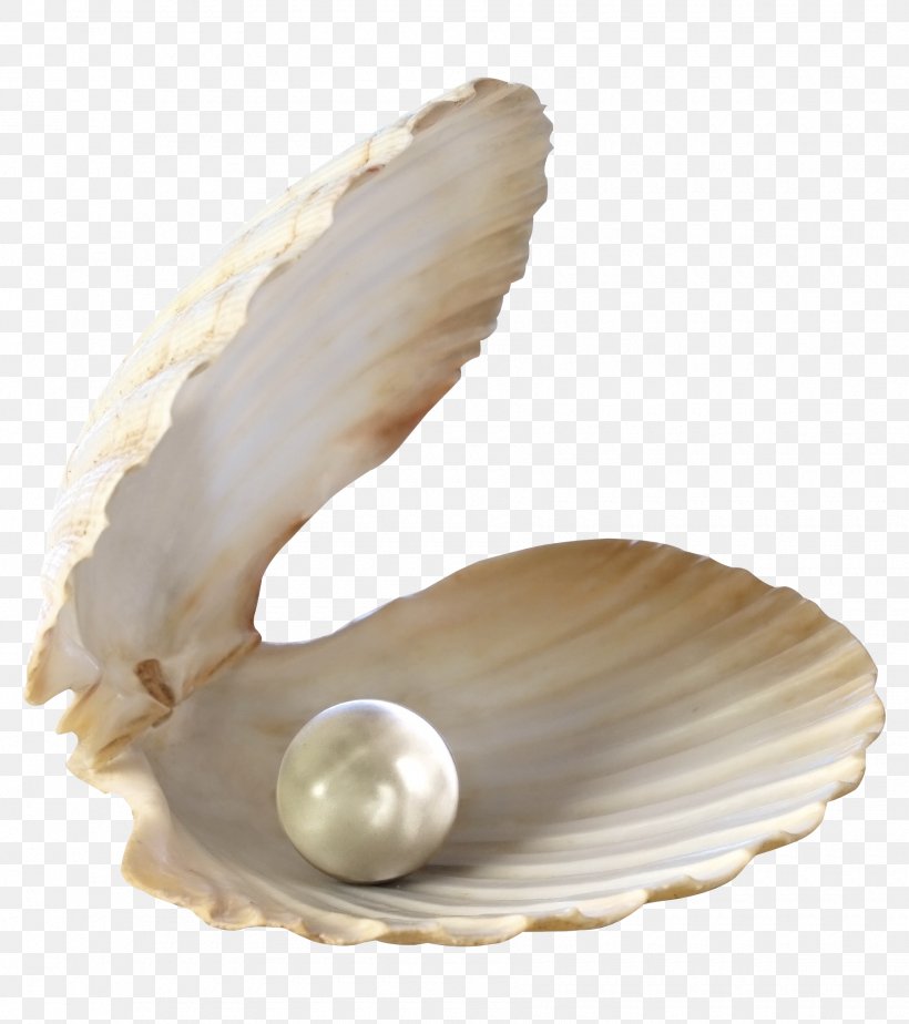 Pearl Seashell Jewellery, PNG, 1800x2029px, Seashell, Beach, Clam, Clams Oysters Mussels And Scallops, Cockle Download Free