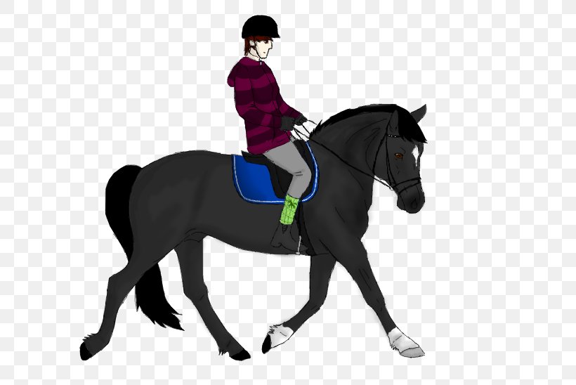 Stallion Dressage Horse Pony Equestrian, PNG, 800x548px, Stallion, Animal Training, Bridle, Dressage, English Riding Download Free