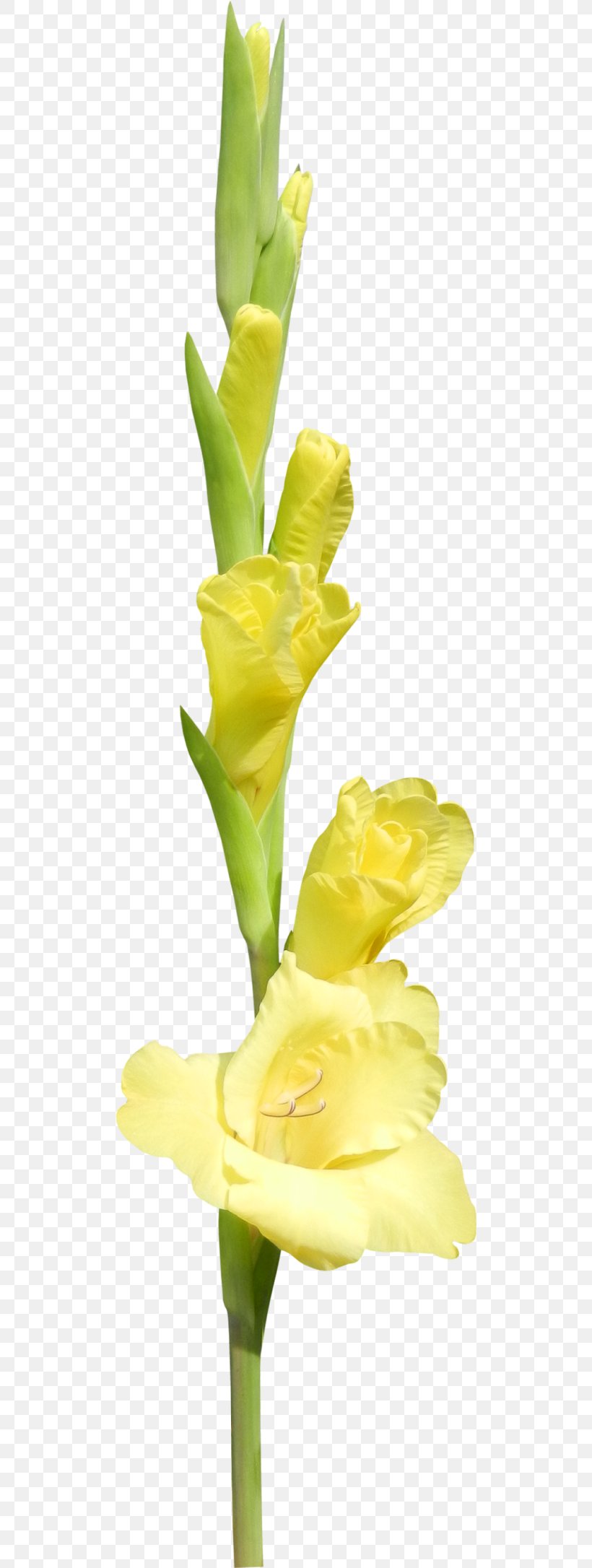 Gladiolus Cut Flowers Hyacinth Floral Design, PNG, 500x2172px, Gladiolus, Bud, Cut Flowers, Daffodil, Flora Download Free