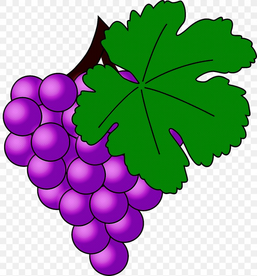 Grape Grape Leaves Leaf Grapevine Family Seedless Fruit, PNG, 1189x1280px, Grape, Flower, Grape Leaves, Grapevine Family, Leaf Download Free