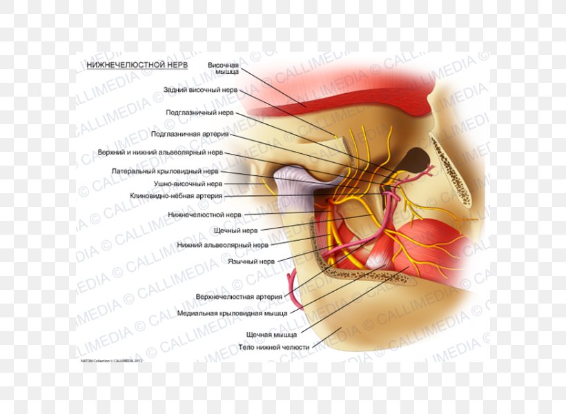 Mandibular Nerve Trigeminal Nerve Mandible Lateral Pterygoid Muscle, PNG, 600x600px, Watercolor, Cartoon, Flower, Frame, Heart Download Free
