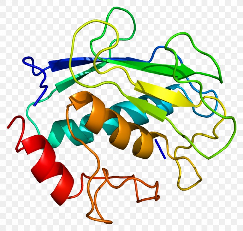 Matrix Metalloproteinase MMP8 Collagenase Horseradish Peroxidase, PNG, 913x869px, Matrix Metalloproteinase, Area, Artwork, Collagen, Collagenase Download Free