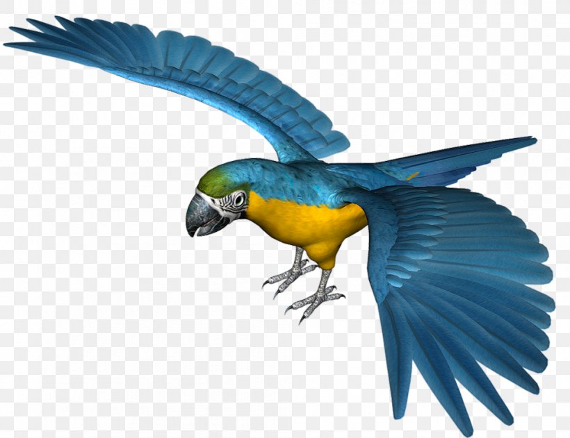 Parrot Bird Hyacinth Macaw Clip Art, PNG, 996x767px, Parrot, Beak, Bird, Blueandyellow Macaw, Common Pet Parakeet Download Free