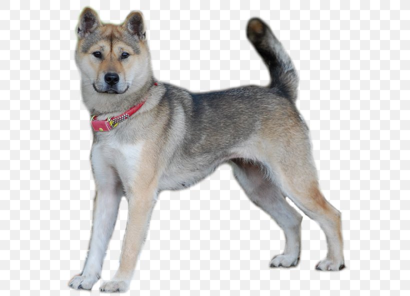 Saarloos Wolfdog East Siberian Laika West Siberian Laika Akita Kunming Wolfdog, PNG, 574x592px, Saarloos Wolfdog, Akita, Akita Inu, Ancient Dog Breeds, Canaan Dog Download Free