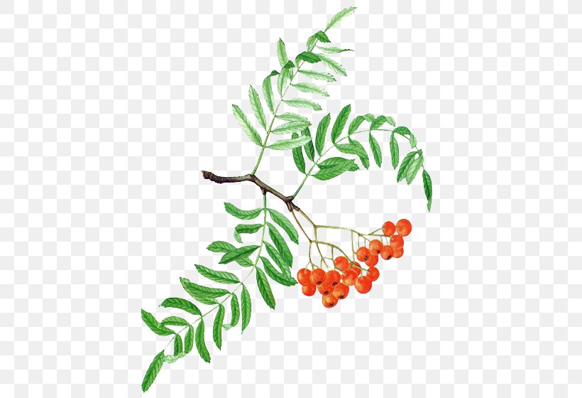 Jagawirt Zu Aumbach Rowan Fruit Jam Liqueur, PNG, 560x560px, Rowan, Artwork, Branch, Drawing, Eau De Vie Download Free