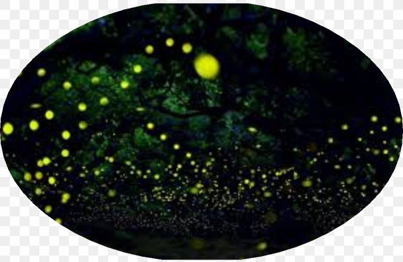 Light Time-lapse Photography Firefly, PNG, 1080x702px, Light, Exposure, Fireflies, Firefly, Landscape Photography Download Free