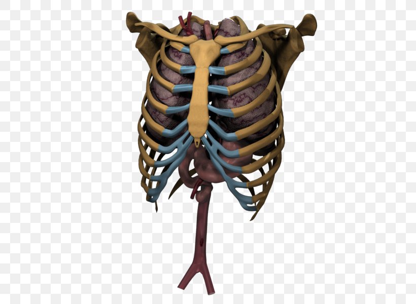 Skeleton Bone Organism, PNG, 500x600px, Skeleton, Bone, Organism Download Free