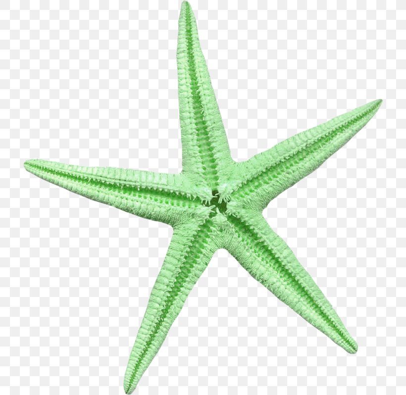 Starfish Linckia Laevigata Green, PNG, 729x798px, Starfish, Banco De Imagens, Beach, Echinoderm, Green Download Free