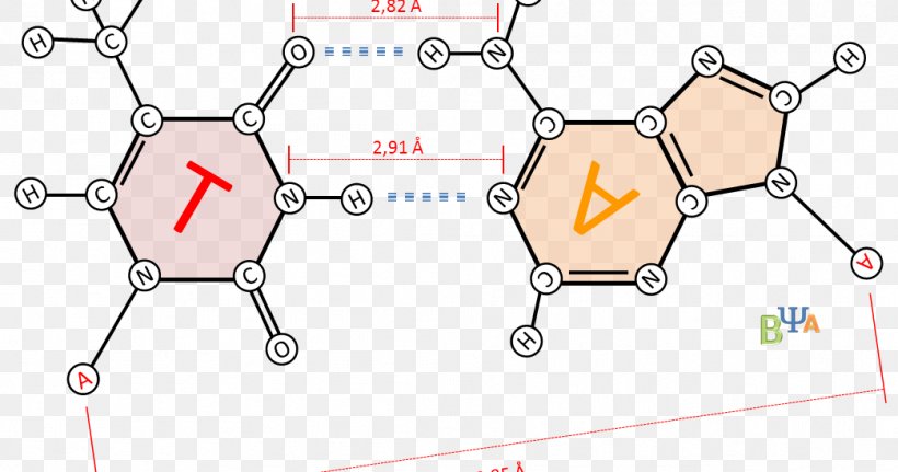 Thymine Adenine Cytosine Guanine, PNG, 1044x549px, Thymine, Adenine, Area, Cytosine, Diagram Download Free