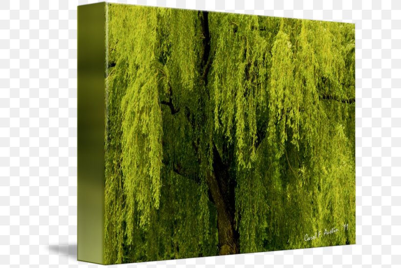 Weeping Willow Canvas Print Art Shrub, PNG, 650x547px, Weeping Willow, Art, Artist, Canvas, Canvas Print Download Free