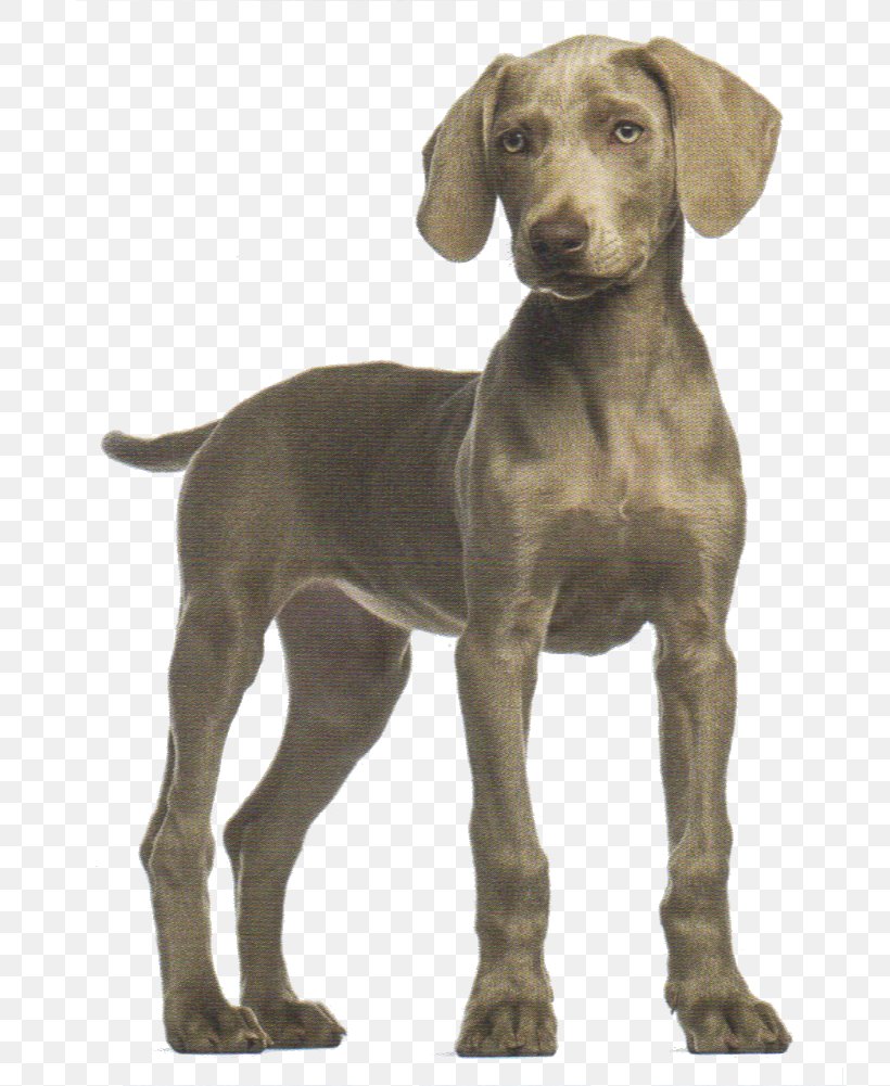 Weimaraner Bloodhound Puppy Labrador Retriever Shar Pei, PNG, 734x1001px, Weimaraner, Bloodhound, Breed, Carnivoran, Dog Download Free
