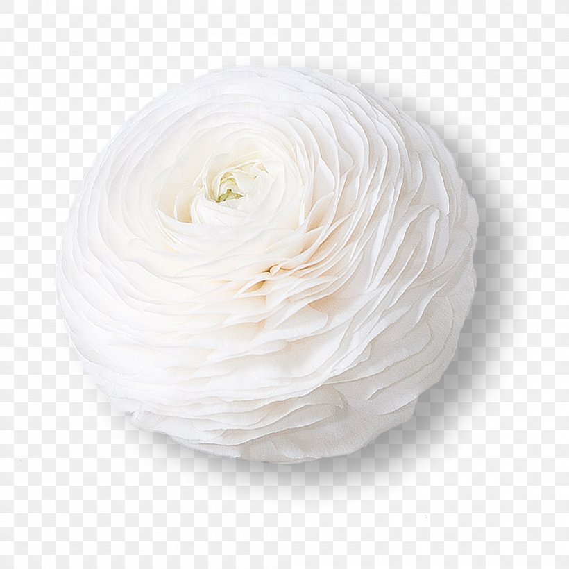 White Flower Ranunculus Asiaticus Petal Color, PNG, 1000x1000px, White, Buttercup, Color, Cut Flowers, Eye Download Free