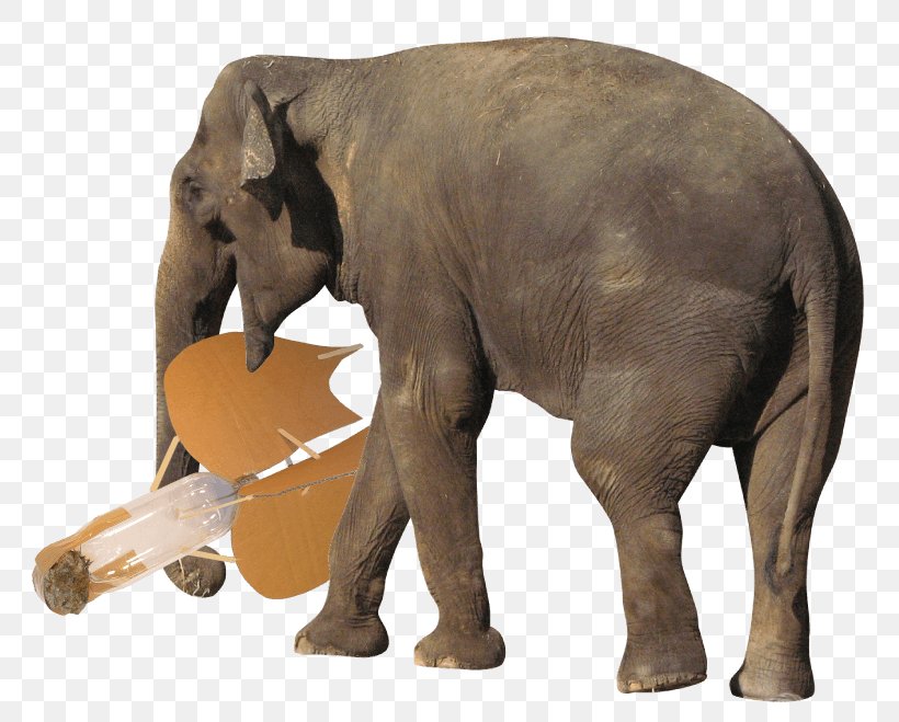 African Bush Elephant Elephantidae Desktop Wallpaper Photography, PNG, 800x659px, African Bush Elephant, African Elephant, Computer, Display Resolution, Elephant Download Free