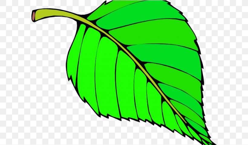 Banana Leaf, PNG, 615x481px, Leaf, Banana Leaf, Green, Plant, Plant Stem Download Free