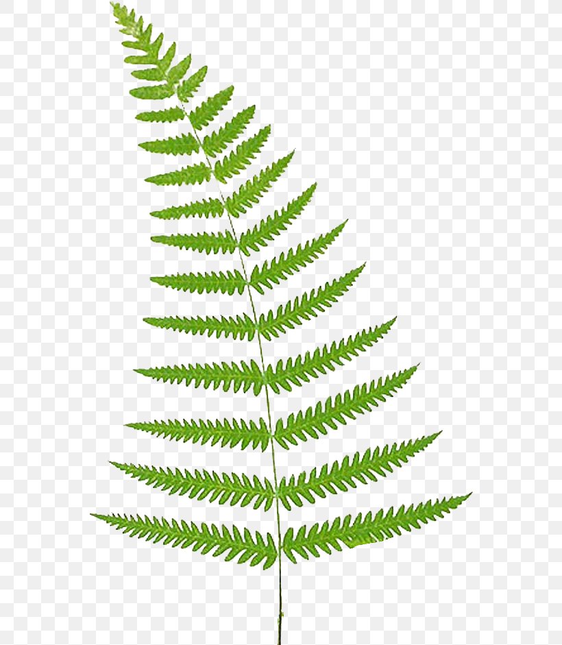 Clip Art Fern Free Content Openclipart, PNG, 562x941px, Fern, Botany, Caulerpa, Ferns And Horsetails, Flower Download Free