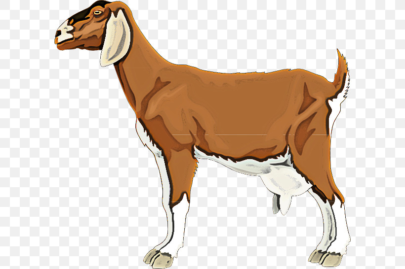 Cow-goat Family Goats Animal Figure Livestock Goat, PNG, 600x546px, Cowgoat Family, Animal Figure, Fawn, Goat, Goatantelope Download Free