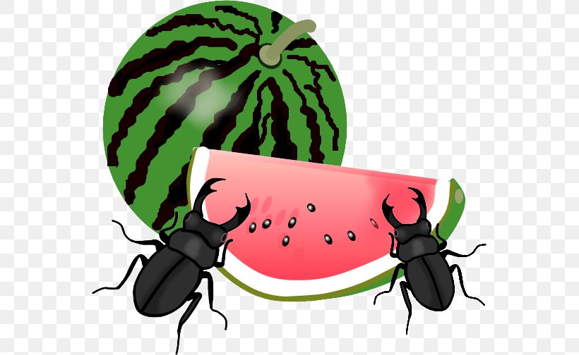 Watermelon Fruit Clip Art, PNG, 560x504px, Watermelon, Beetle, Book Illustration, Citrullus, Confectionery Download Free