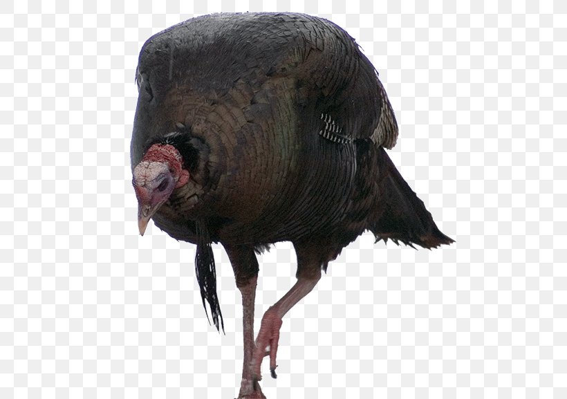 Beak Neck Terrestrial Animal Domestication, PNG, 500x577px, Beak, Animal, Bird, Domesticated Turkey, Domestication Download Free