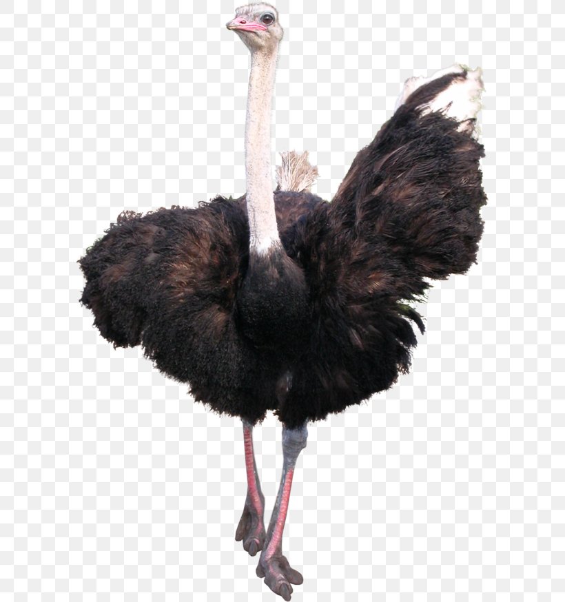 Common Ostrich Bird Emu, PNG, 600x874px, Common Ostrich, Animal, Beak, Bird, Crane Like Bird Download Free