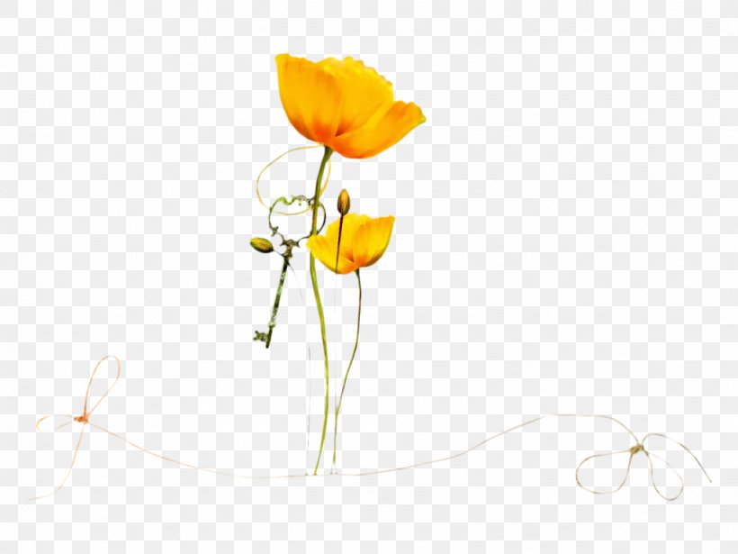 Design Desktop Wallpaper Flower Flash Video, PNG, 1023x768px, Flower, Blog, Botany, Coquelicot, Cut Flowers Download Free