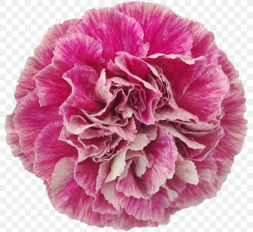 Flowers Background, PNG, 802x753px, Carnation, Cabbage Rose, Chinese Peony, Common Peony, Cut Flowers Download Free