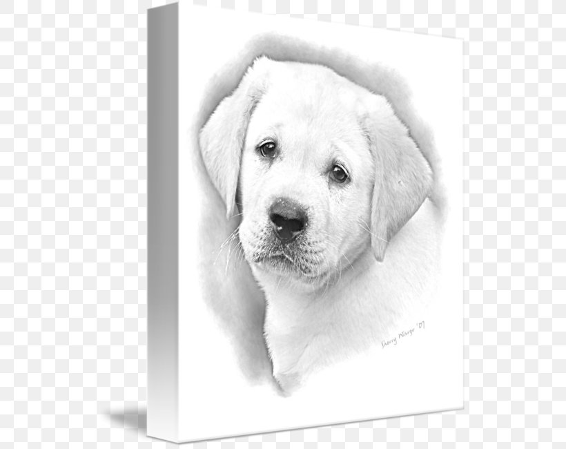 Labrador Retriever Golden Retriever Puppy Dog Breed Akbash Dog, PNG, 536x650px, Labrador Retriever, Akbash Dog, Black And White, Breed, Carnivoran Download Free